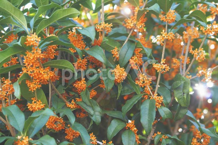 キンモクセイ2023 金木犀,秋,オレンジ色の写真素材