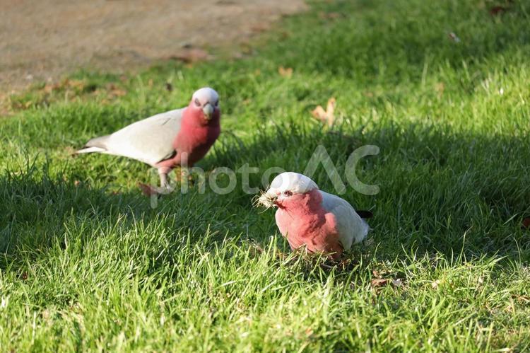 芝生の上で草を食べるモモイロインコ モモイロインコ,ガラ,鳥の写真素材