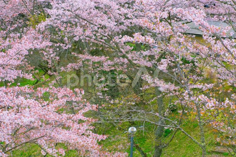 満開の桜の風景 桜,春,満開の写真素材