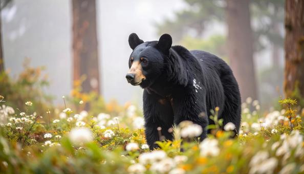 霧の森で花畑を歩くツキノワグマ 霧の森で花畑を歩くツキノワグマの写真