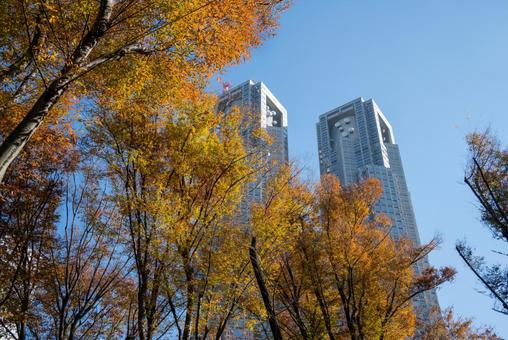 東京都庁と紅葉の風景 09 東京都庁,新宿,都庁の写真素材