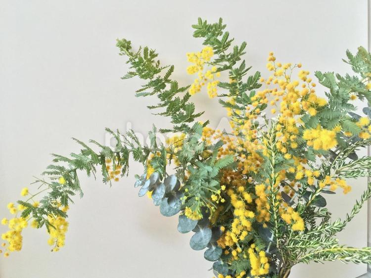 ミモザとユーカリの花束 花,春,ミモザの写真素材