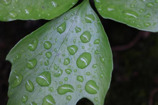 梅雨の証 梅雨の証の写真