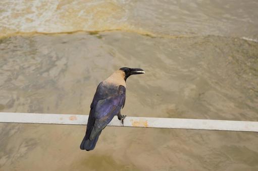 ネパールのカラス カラス,かわいい,屋外の写真素材