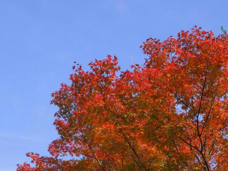 autumn leaves, JPG