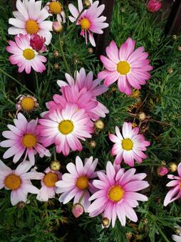 マーガレット マーガレット,花,flowerの写真素材