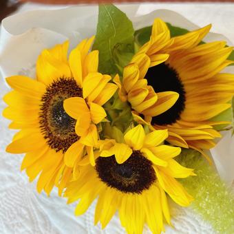 ひまわりのミニ花束 ひまわり,黄色,夏の写真素材