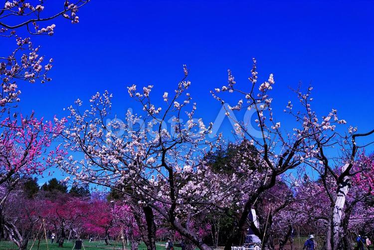 北海道神宮の桜 桜,お花見,春の写真素材