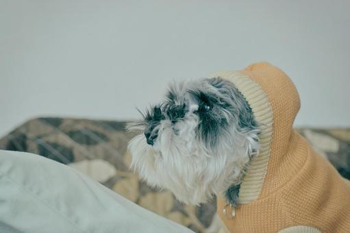 ミニチュアシュナウザー 犬,ペット,動物の写真素材