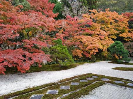 京都の紅葉（南禅寺天授庵） 紅葉,京都,南禅寺の写真素材