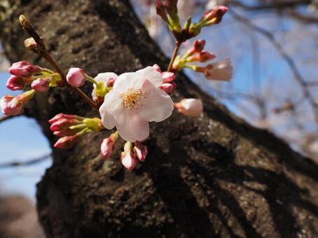 桜 桜の写真