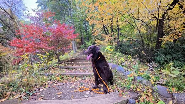 秋色に包まれて 犬,大型犬,レトリーバーの写真素材