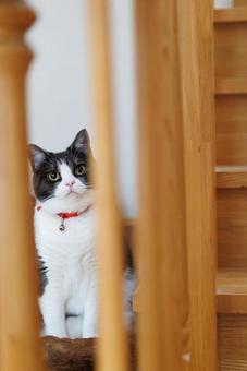 隙間から覗く猫 隙間から覗く猫の写真
