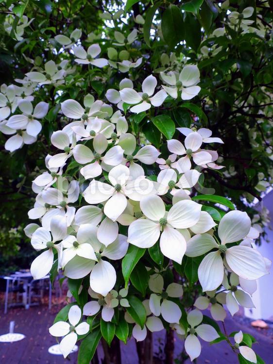 ヤマボウシのきれいな白い花 ヤマボウシ,花,植物の写真素材