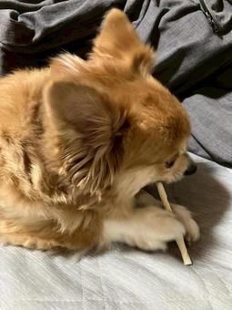 夢中でガムを噛むチワワ 夢中でガムを噛むチワワ チワワ,犬,ガムの写真素材