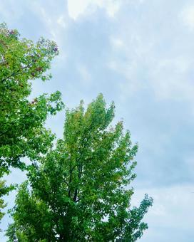 Photo, green, the trees, sky, 