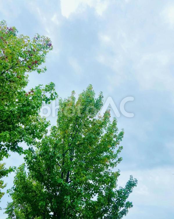 緑 緑,木々,空の写真素材