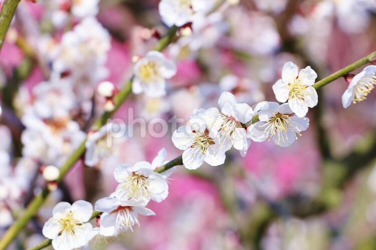 梅の花　白　 梅の花,年賀状,正月の写真素材