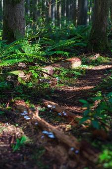 林道の倒木 林道の倒木 倒木,苔,苔むしたの写真素材