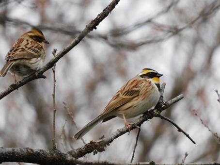Photo, yellow-throated bunting, bird, wild bird, 