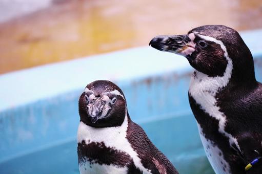 動物園の可愛いペンギン 動物園の可愛いペンギンの写真