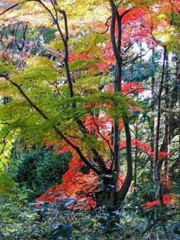 秋の天覧山・森林の紅葉(埼玉県・飯能市) 秋の天覧山・森林の紅葉(埼玉県・飯能市) 秋,天覧山,紅葉の写真素材