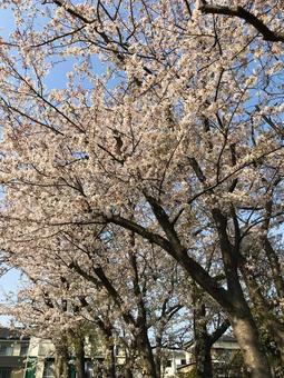 桜 桜 お花見,デートスポット,桜の写真素材
