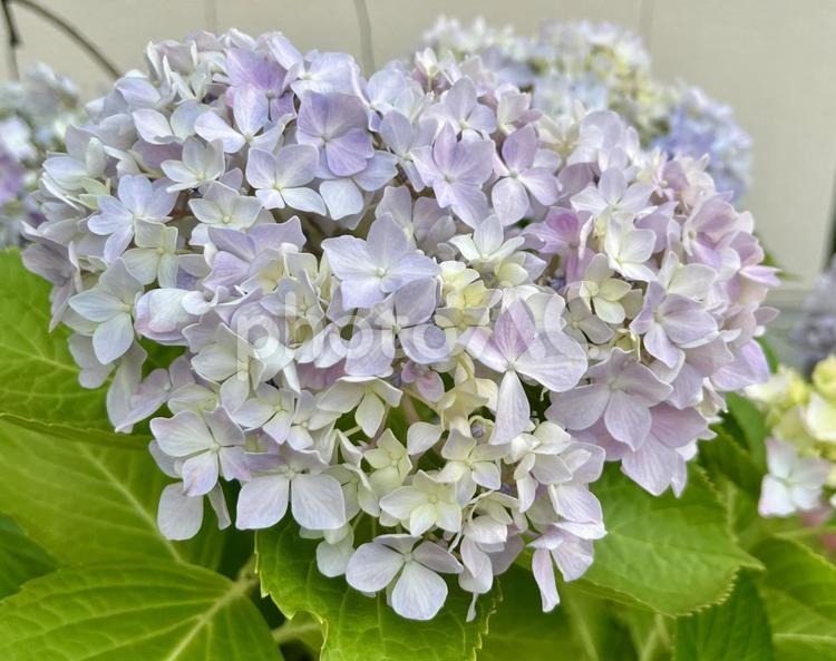 【花の写真】紫陽花の花 紫陽花,アジサイ,あじさいの写真素材