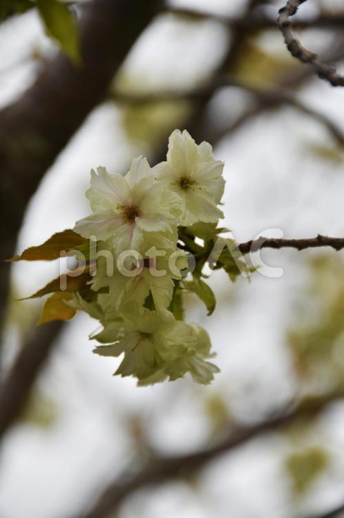 桜（里桜・サトザクラ） 桜,里桜,花見の写真素材