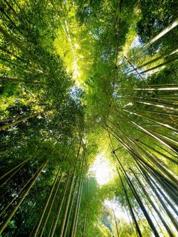 報国寺_秋の竹林③ 竹林,秋の竹林,緑の写真素材