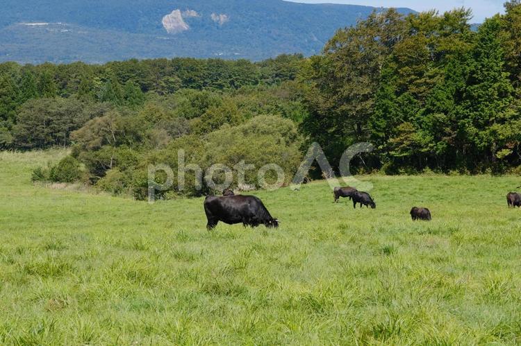 牛の放牧　牧場と栗駒山 牛の放牧,牛,うしの写真素材
