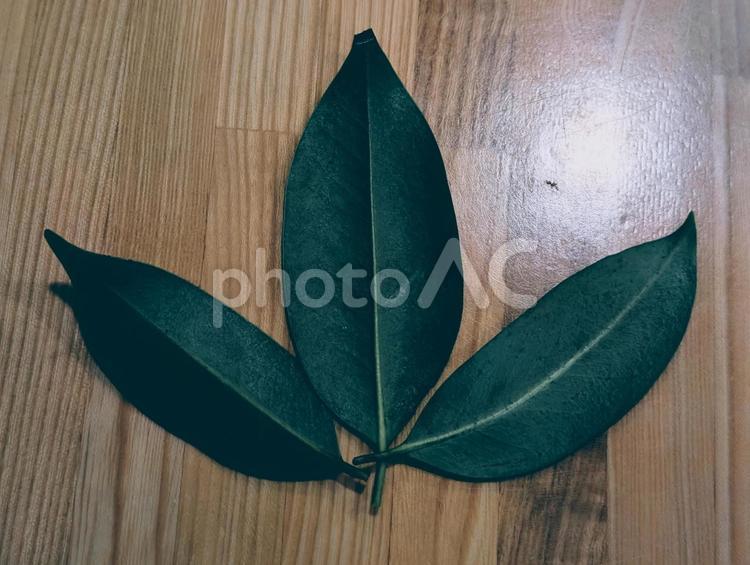 木目の上の榊の葉 榊,葉っぱ,木目の写真素材