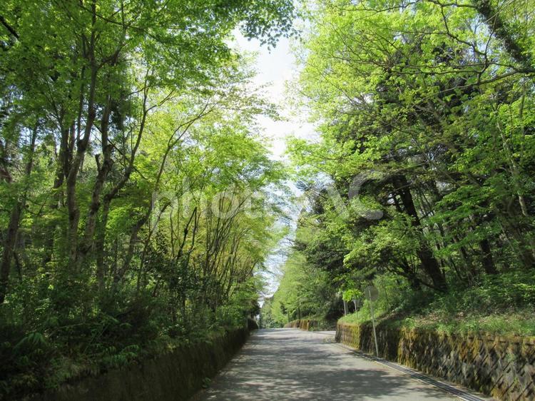 森林浴満喫する田舎道 森林,緑色,田舎道の写真素材