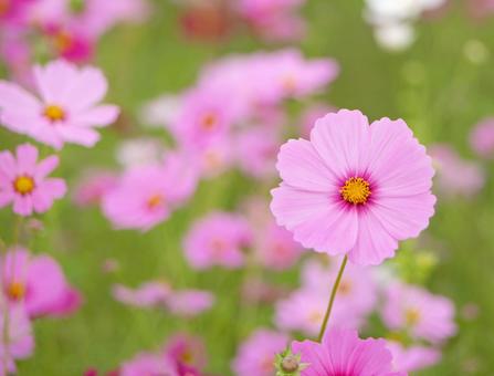 ピンクの秋桜(コスモス畑) ピンクの秋桜(コスモス畑) コスモス,ピンク,花の写真素材