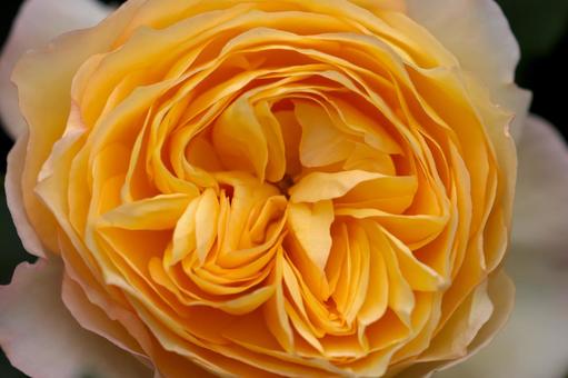 薔薇 薔薇の写真