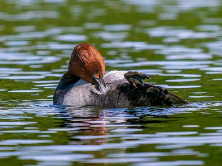 池を泳ぐホシハジロのオスの写真