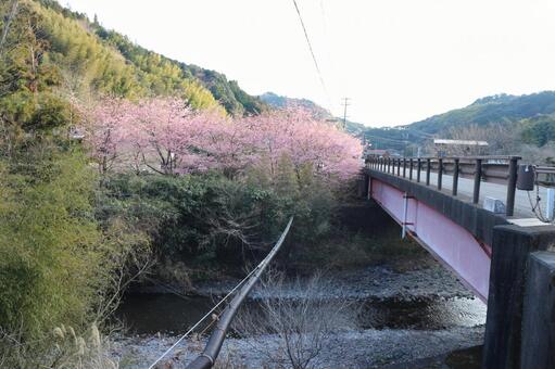 橋と桜 橋と桜の写真