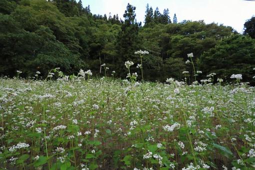 山間のそば畑 花咲く 山間のそば畑 花咲くの写真