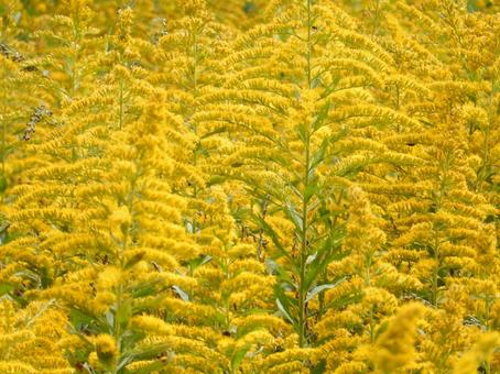 【花の写真】セイタカアワダチソウ セイタカアワダチソウ,背高泡立草,黄色の写真素材
