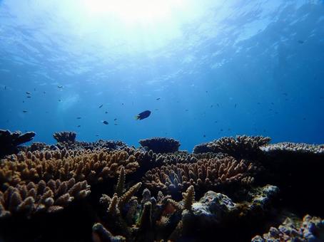 沖縄の青い海　ダイビング ダイビング,スキューバダイビング,海の写真素材