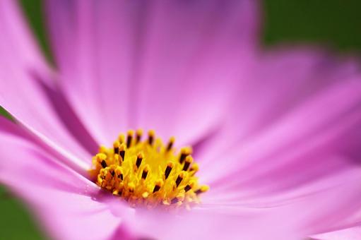 コスモスの筒状花の写真