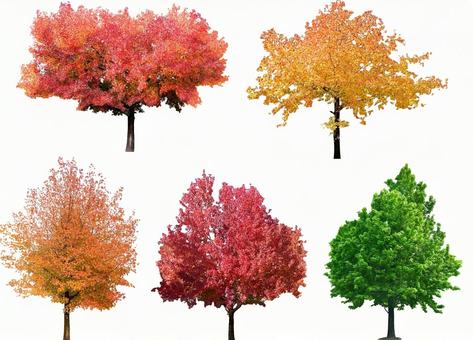 切り抜きPSD素材ー木（紅葉他） 木,紅葉,秋の写真素材