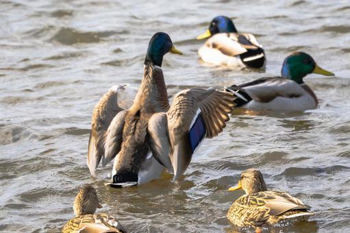 マガモ(27)の写真