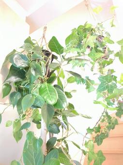 観葉植物 玄関〜吹き抜け 吊り下げ 観葉植物 玄関〜吹き抜け 吊り下げ 観葉植物,飾り付け,飾付の写真素材