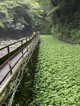 川とわさび畑 川とわさび畑 わさび,わさび畑,緑の写真素材