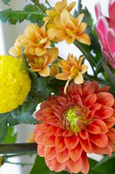 ダリアとスプレーマム ダリア,スプレーマム,ピンポンマムの写真素材