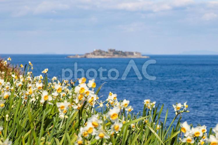 水仙の花と軍艦島 スイセン,水仙,すいせん祭りの写真素材