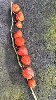 ほおずき ほおずき,秋,オレンジ色の写真素材