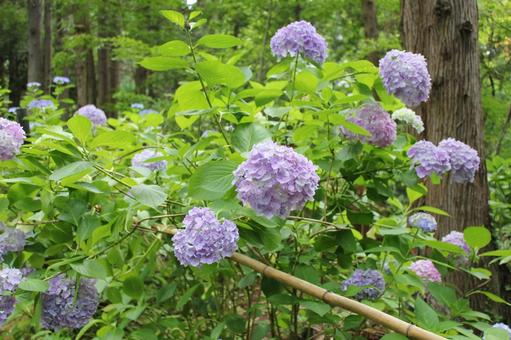 Hydrangea 31, JPG