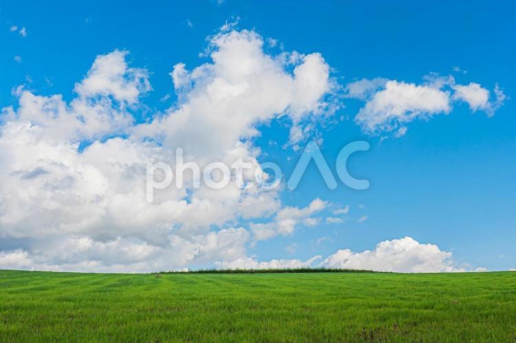 美瑛町の夏の風景 美瑛,風景,空の写真素材